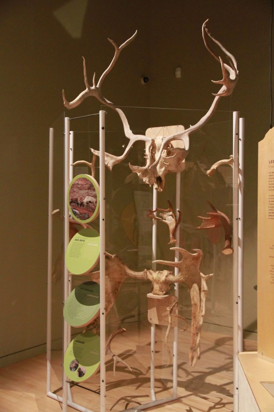 Exposition «Panaches : caribous et autres cervidés du Canada»