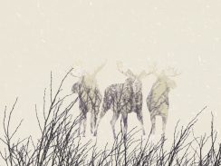 Vidéo d’animation - Exposition itinérante « Panaches : caribous et autres cervidés du Canada » – 2016