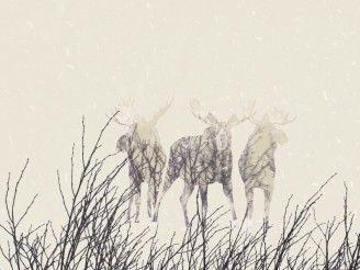 Vidéo d’animation - Exposition itinérante « Panaches : caribous et autres cervidés du Canada » – 2016