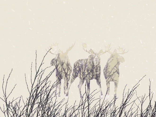 Vidéo d’animation - Exposition itinérante « Panaches : caribous et autres cervidés du Canada » – 2016
