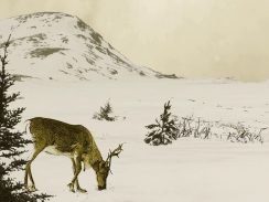 Vidéo d’animation - Exposition itinérante « Panaches : caribous et autres cervidés du Canada » – 2016
