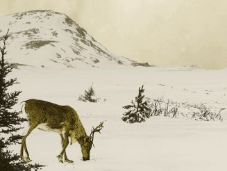 Vidéo d’animation - Exposition itinérante « Panaches : caribous et autres cervidés du Canada » – 2016