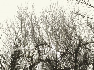 Vidéo d’animation - Exposition itinérante « Panaches : caribous et autres cervidés du Canada » – 2016