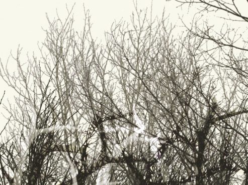 Vidéo d’animation - Exposition itinérante « Panaches : caribous et autres cervidés du Canada » – 2016