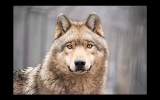 La situation du caribou forestier - Exposition itinérante « Panaches : caribous et autres cervidés du Canada » – 2016