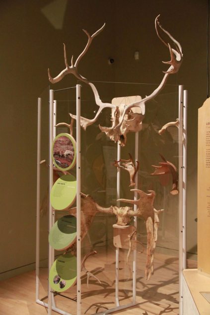 Exposition «Panaches : caribous et autres cervidés du Canada»