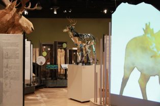 Exposition «Panaches : caribous et autres cervidés du Canada»