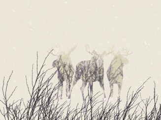 Vidéo d’animation - Exposition itinérante « Panaches : caribous et autres cervidés du Canada » – 2016