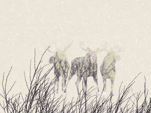 Vidéo d’animation - Exposition itinérante « Panaches : caribous et autres cervidés du Canada » – 2016