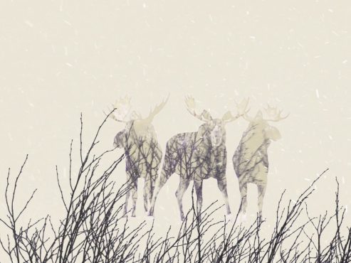 Vidéo d’animation - Exposition itinérante « Panaches : caribous et autres cervidés du Canada » – 2016