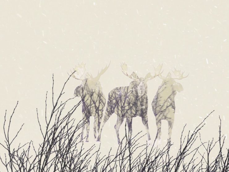 Vidéo d’animation - Exposition itinérante « Panaches : caribous et autres cervidés du Canada » – 2016
