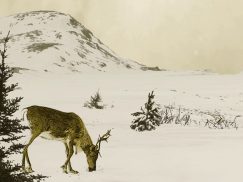 Vidéo d’animation - Exposition itinérante « Panaches : caribous et autres cervidés du Canada » – 2016
