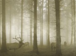 Vidéo d’animation - Exposition itinérante « Panaches : caribous et autres cervidés du Canada » – 2016