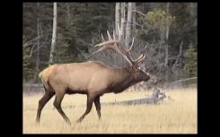 La situation du caribou forestier - Exposition itinérante « Panaches : caribous et autres cervidés du Canada » – 2016