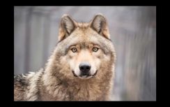 La situation du caribou forestier - Exposition itinérante « Panaches : caribous et autres cervidés du Canada » – 2016