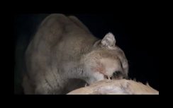 La situation du caribou forestier - Exposition itinérante « Panaches : caribous et autres cervidés du Canada » – 2016