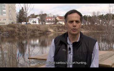 La situation du caribou forestier - Exposition itinérante « Panaches : caribous et autres cervidés du Canada » – 2016